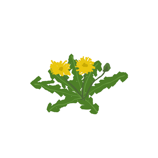 【蒲公英】道ばたや野原に自生する、きく科の多年生植物。春、キクに似た黄色い花が咲く。葉にはぎざぎざがある。実には白い冠毛があり、風で飛び散る。