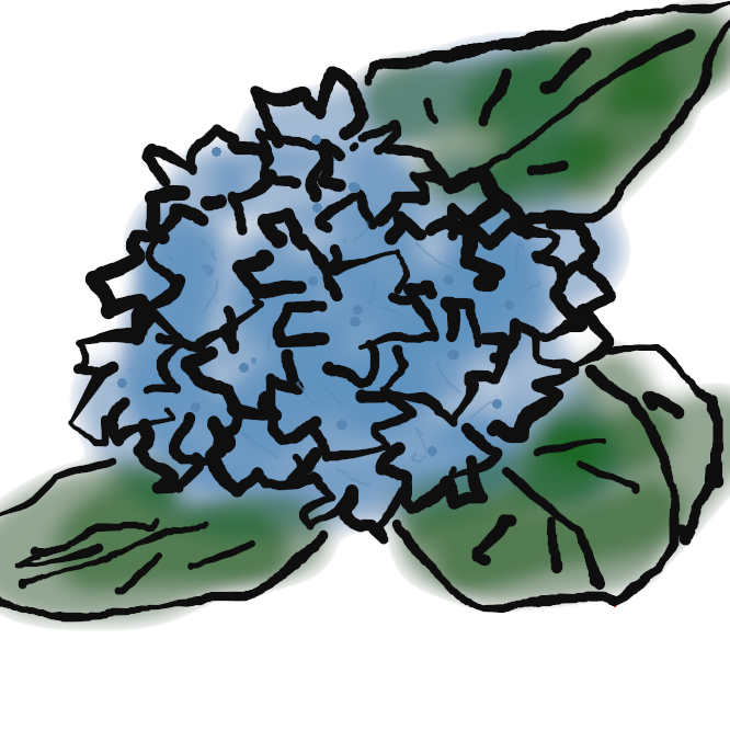 【紫陽花】ユキノシタ科の落葉低木。梅雨時の象徴的な花である。漢字では慣用として紫陽花を当てることが多い。葉は対生して托葉はなく、有柄、葉身は大きく、質が厚く、表に光沢があり、ほとんど毛がない。形は倒卵形で先は鋭くとがり、ふちに鋸歯がある。枝の先に球状に多くの花をつける。花は大部分が萼片が大きくなり花弁状に変化した装飾花で、一般に美しい青紫色であるが、白色や淡紅色などの品種もある。