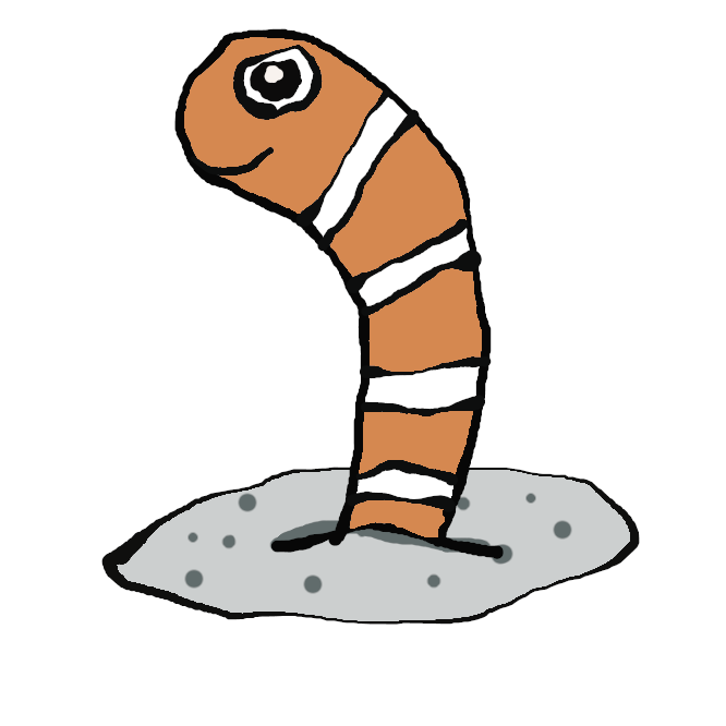 【錦穴子】アナゴ科チンアナゴ亜科の海水魚。全長約36センチ。チンアナゴに似るが、体は白地に橙(だいだい)色の縞模様が入る。