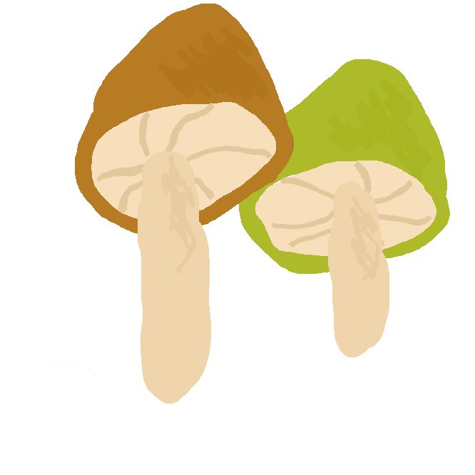 【キノコ】特定の菌類のうちで、比較的大型の子実体あるいは、担子器果そのものをいう俗称である。