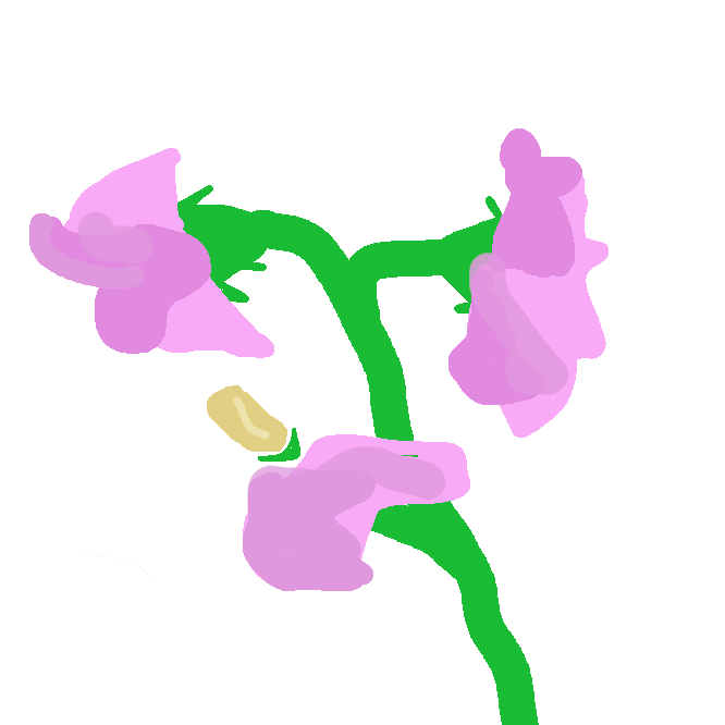 【sweet pea】マメ科の蔓性(つるせい)の一年草。高さ1〜2メートル。葉は羽状複葉で、最下部の一対の小葉のほかは、巻きひげになっている。葉のわきに大形の紅・桃・紫・白色などの蝶形花をつける。イタリアのシチリア島の原産。麝香豌豆(じゃこうえんどう)。麝香連理草。