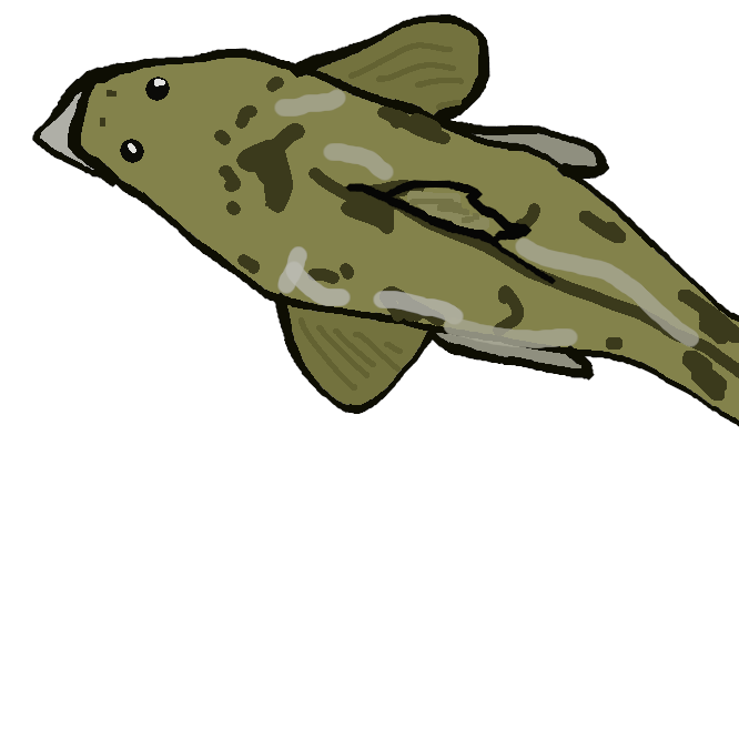 【雌鯒】コチ科の海水魚。沿岸の海底にすみ、全長約20センチ。体色は褐色で、不明瞭な暗色の横帯がある。本州中部以南に分布。練り製品の原料。
