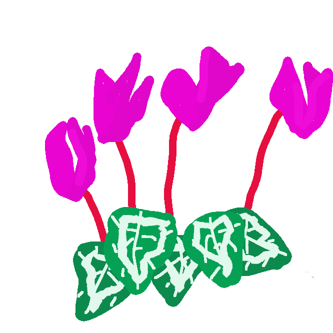 サクラソウ科の多年草。球根から心臓形の葉が群生する。冬から早春に、紫紅色・白色・淡紅色などの花をつける。西南アジアの原産で、観賞用に栽培。