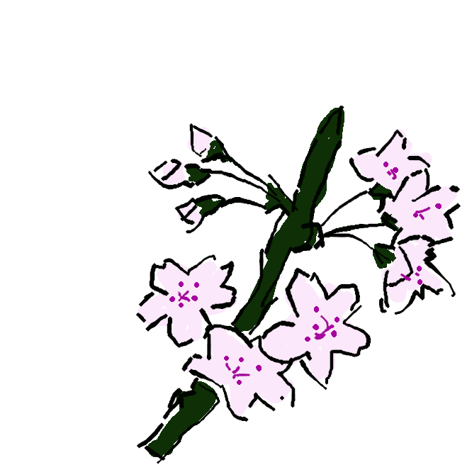 バラ科の落葉高木。エドヒガンとオオシマザクラの雑種といわれる。葉は広い倒卵形。4月ごろ葉より先に、淡紅色から白色となる花が咲く。広く植栽され、木の生長は早いが寿命は短い。名は江戸末期に染井の植木屋が広めた吉野桜に由来。
