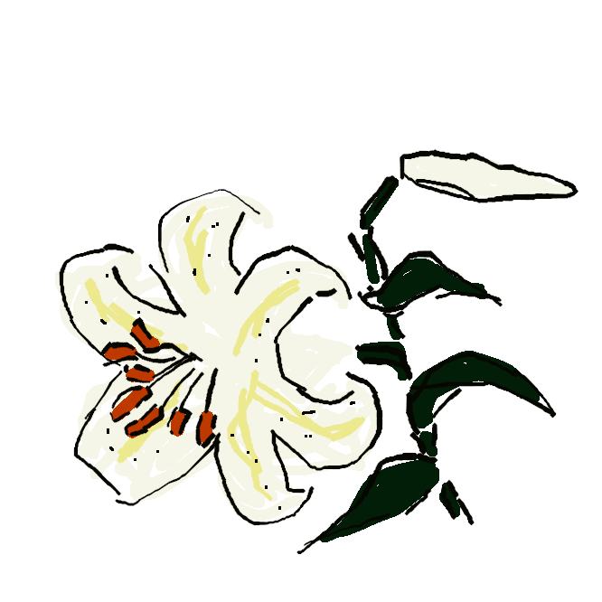 【山百合】ユリ科の多年草。山野に自生し、高さ約1.5メートル。葉は披針形で互生。夏、白色のらっぱ状の花が横向きに開く。花の内面には赤い斑点があり、強い香りを放つ。本州の近畿地方以北に多い。鱗茎(りんけい)は食用。
