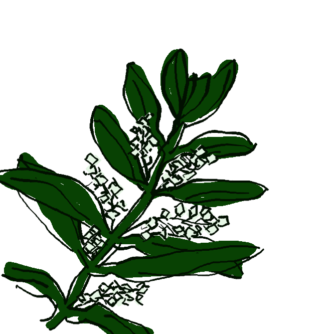 モクセイ科の常緑高木。葉は細長く、表面が暗緑色、裏面が銀色で、対生する。5〜7月ごろ、黄白色の香りのよい花を総状につける。黄緑色の実は熟すると黒紫色になり、油がとれる。地中海地方の原産で、日本では小豆(しょうど)島などで栽培。
