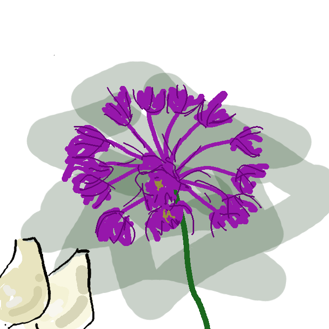 ユリ科の多年草。鱗葉(りんよう)で覆われた卵形の地下茎をもち、葉は線形で根際から出る。秋、高さ約40センチの花茎を伸ばし、紫色の小花を球状につける。中国の原産。鱗茎(りんけい)を漬物にし、特有の香味がある。