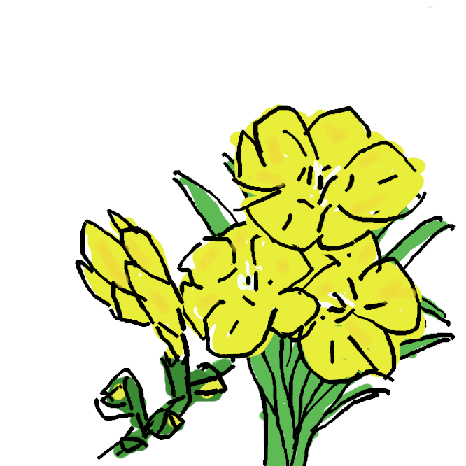 アヤメ科フリージア属・半耐寒性球根植物の種の一つ。または、フリージア属の総称。日本では別名として菖蒲と水仙双方に似ていることから「菖蒲水仙」、花の色から「浅黄水仙」、甘い香りから「香雪蘭」、その他「コアヤメズイセン」などと呼ばれている。