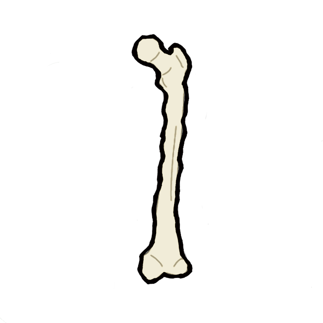 大腿の中軸となる長い管状骨。人体の骨の中で最長。