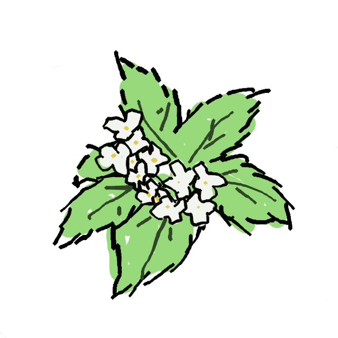 モクセイ科の常緑小高木。キンモクセイに似て、秋、白い小花を多数つけ束生し、強い芳香を放つ。
