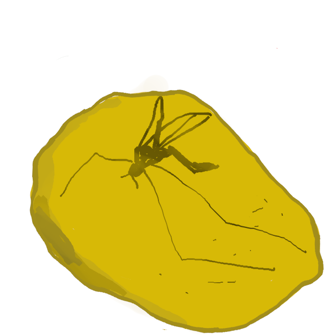 地質時代の樹脂の化石。黄色で半透明、樹脂光沢があり、非晶質。しばしば昆虫などの入ったものも見つかる。